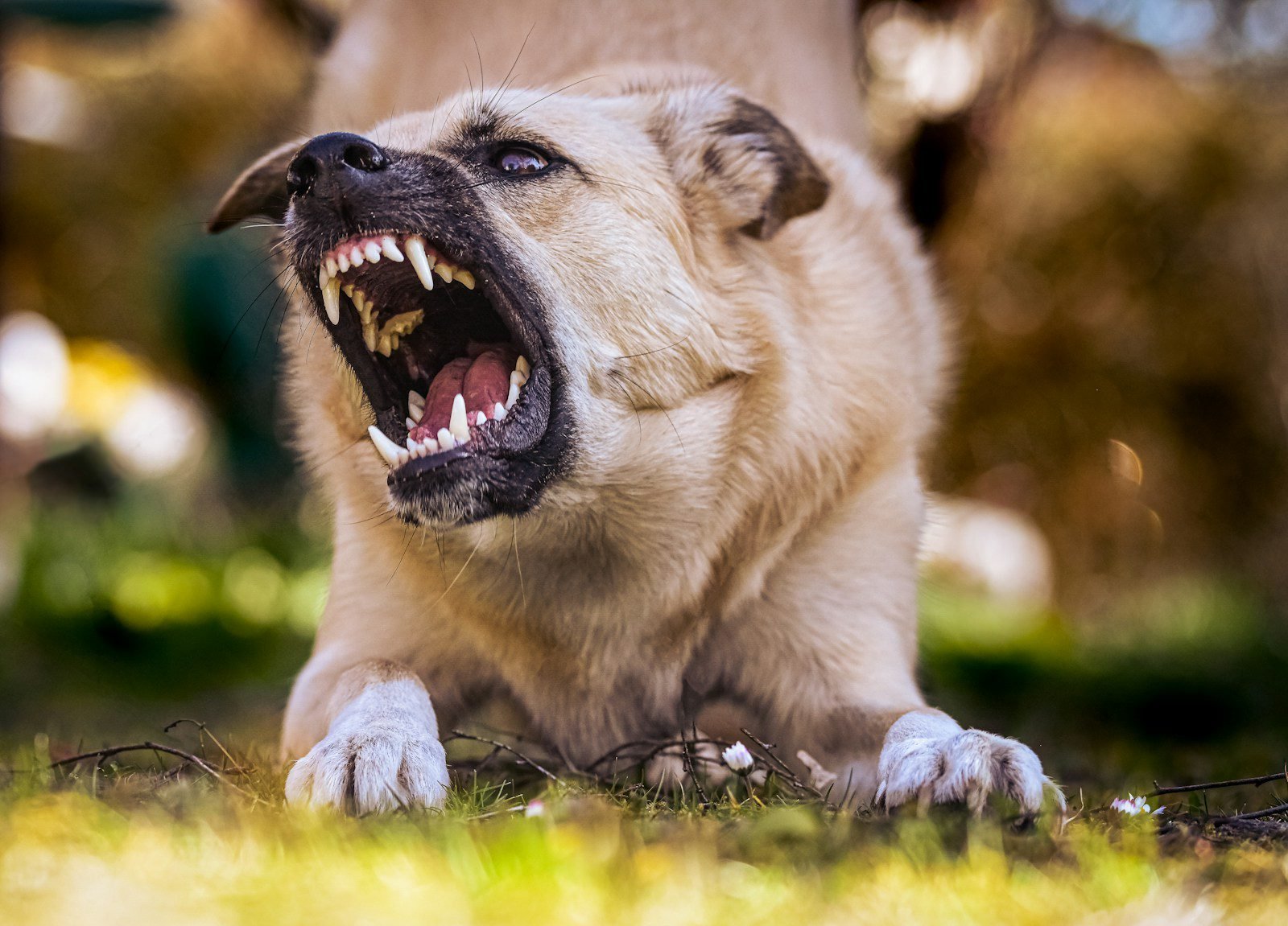 Dog bite liability lawyer in Michigan