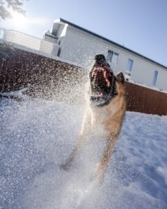 Dog attack